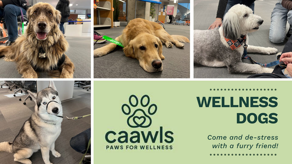 Pet Therapy – CAAWLS Wellness Dogs